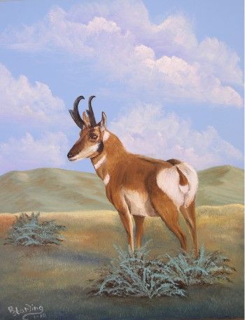 Pronghorn