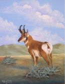 Pronghorn