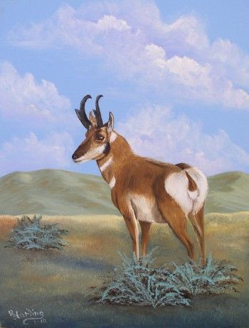 Pronghorn