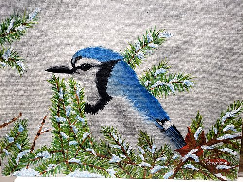 Blue Jay