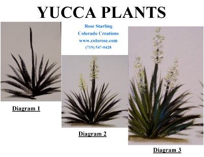 Yucca Plants